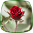 icon Roses Live Wallpaper 3.4