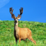 icon HD Deer Wallpapers لـ Teclast X5 Pro