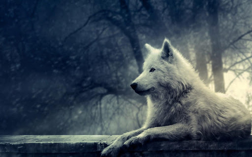 3d Wolf Wallpaper لـ Sigma X Treme Pq14 تحميل ملف حزمة تطبيق أندرويد مجانا من أجل X Treme Pq14