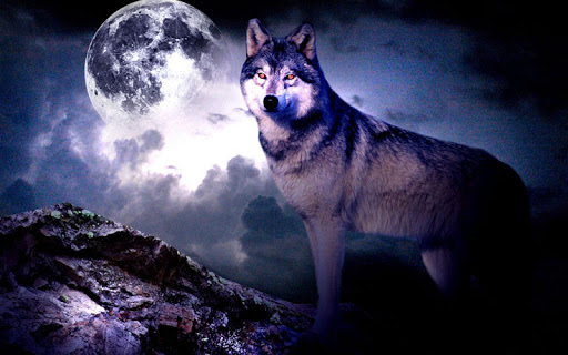 3d Wolf Wallpaper لـ Sigma X Treme Pq14 تحميل ملف حزمة تطبيق أندرويد مجانا من أجل X Treme Pq14