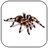 icon Spider Video Live Wallpaper 3.0