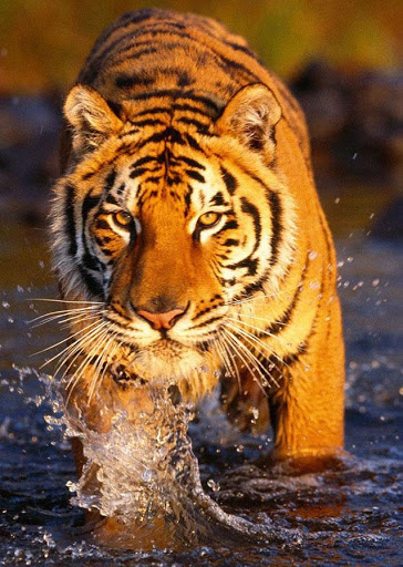 Tiger Wallpaper لـ Zopo Hero 2 تحميل ملف حزمة تطبيق أندرويد مجانا من أجل Hero 2