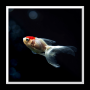 icon Aquarium Live Wallpaper لـ Samsung Galaxy Tab S 8.4(ST-705)