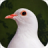 icon Destiny Dove 1.03