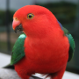 icon Talking Parrot Free LWP لـ Xtouch Unix Pro