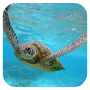 icon Sea Turtle HD. Wallpaper