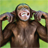 icon Talking Funny Monkey Live Wallpaper 1.6