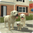 icon Dog Sim 100