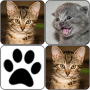 icon Cats Memory Game لـ Samsung Galaxy Tab 2 10.1 P5110