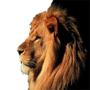 icon اصوات الحيوانات لـ Micromax Canvas Juice 4G Q461