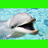 icon Dolphins! 1.06