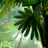 icon Luminescent Jungle 3.3.7