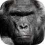 icon com.aio.gorilla