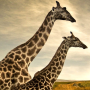icon giraffe wallpapers
