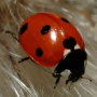 icon Ladybug - Live Wallpaper