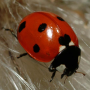 icon Ladybug - Live Wallpaper لـ Samsung I9100 Galaxy S II