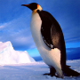 icon Penguin Jigsaw Puzzles