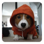 icon Cute Live Wallpaper