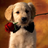 icon Dog Wallpapers 3.0.1