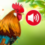 icon Animal Ringtones: Bird Sounds