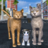 icon Cat Family Simulator: Stray Cute Kitty Game 12.5