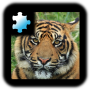 icon Tiger