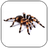 icon Spider Video Live Wallpaper 4.0