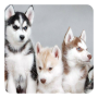 icon Husky Live Wallpaper