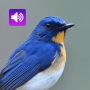 icon Bird Soundboards