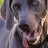 icon weimaraner wallpaper 10.02