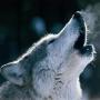 icon Animal Sound ☆ Animal Kingdom لـ comio C1 China
