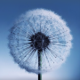 icon Dandelion Live Wallpaper لـ Vertex Impress Dune