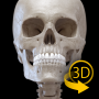 icon Skeleton | 3D Anatomy لـ Alcatel Pixi 4 (6)