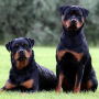 icon Rottweilers Jigsaw Puzzle