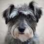 icon Schnauzers Jigsaw Puzzle