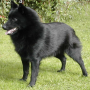 icon Schipperke Jigsaw Puzzle لـ HiSense Small Dolphin 2