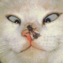 icon com.abujayyab.siwarghariba