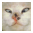 icon com.abujayyab.siwarghariba 1.4