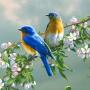 icon 70 Bird Sounds and Ringtones لـ Micromax Canvas Tab P702